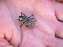 Hadramphus tuberculatus