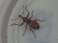 Inophloeus sternalis