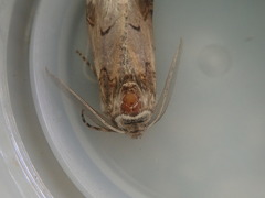Declana junctilinea