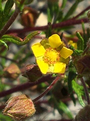 Potentilla bimundorum