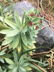 Euphorbia glauca