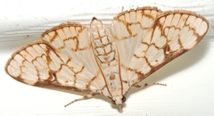 Aphytoceros lucusalis