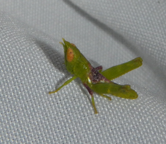 Creosote Bush Grasshopper
