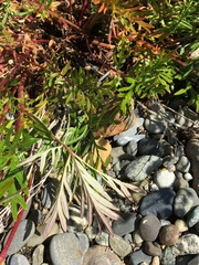 Potentilla bimundorum
