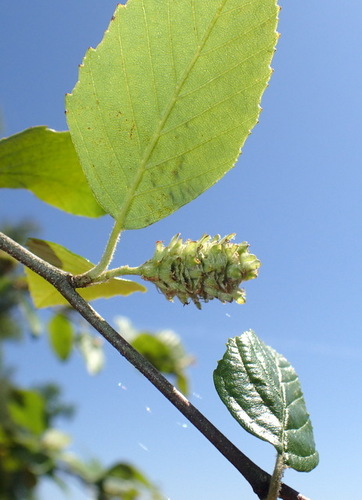Alnus serrulata image