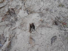 Mazama gouazoubira