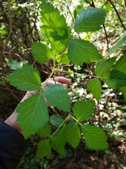 Rubus spectabilis