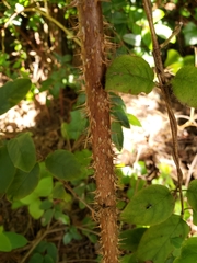 Rubus spectabilis