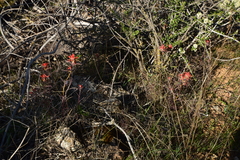 Castilleja subinclusa subinclusa