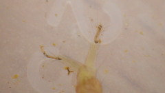 Polycentropus
