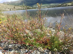 Potentilla bimundorum