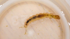Polycentropus