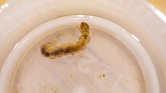 Polycentropus