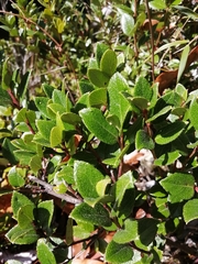 Gaultheria insana