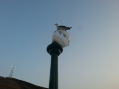 Larus belcheri