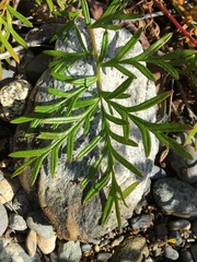 Potentilla bimundorum