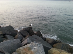 Larus belcheri