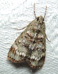 Stericta concisella