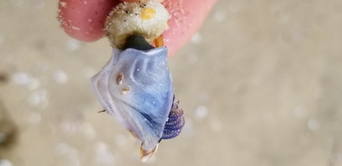 photo of Buoy Barnacle (Dosima fascicularis)