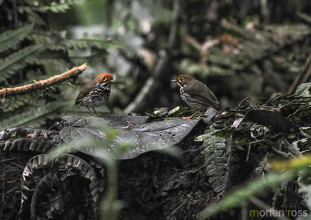 Peruvian Antpitta (Grallaricula peruviana), photo 1