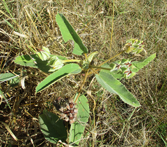 Melhania forbesii