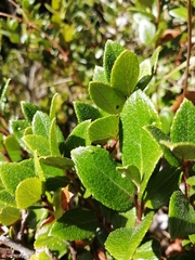 Gaultheria insana