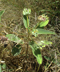 Melhania forbesii