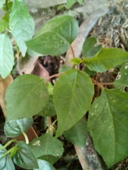 Mallotus paniculatus