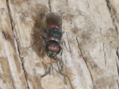 Chrysis gracillima