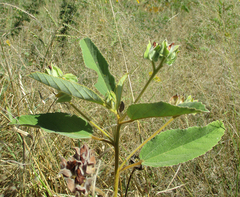Melhania forbesii