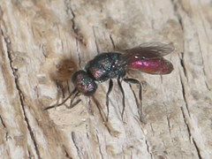 Chrysis gracillima