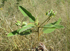 Melhania forbesii