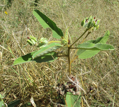 Melhania forbesii