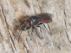 Chrysis gracillima