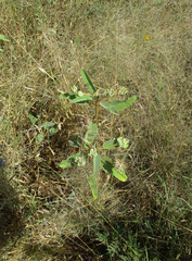 Melhania forbesii