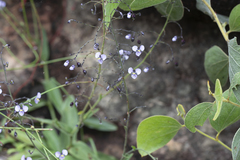 Aneilema siliculosum