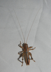 Ateloplus luteus