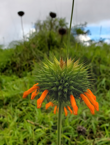 Leonotis image