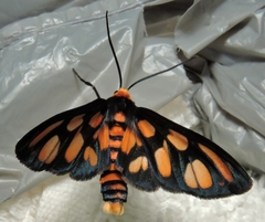 Amata humeralis