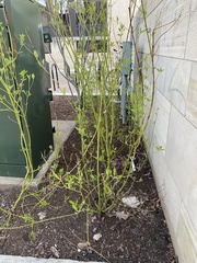 Magnoliopsida