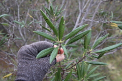 Comarostaphylis diversifolia