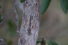 Comarostaphylis diversifolia