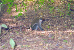 Chlorocebus aethiops