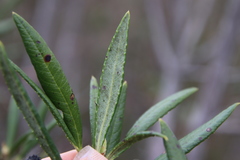 Comarostaphylis diversifolia
