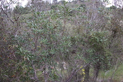 Comarostaphylis diversifolia