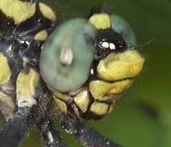 Gomphurus lineatifrons