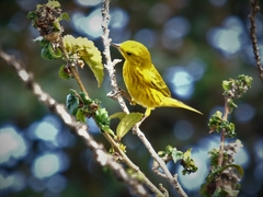 Setophaga petechia