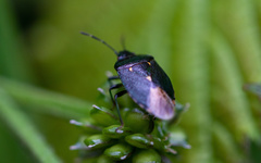 Ditomotarsus punctiventris