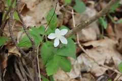 Anemonoides lancifolia