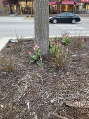 Tulipa